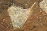 Three Fossil Ginkgo Leaves From North Dakota - Paleocene #188720-2
